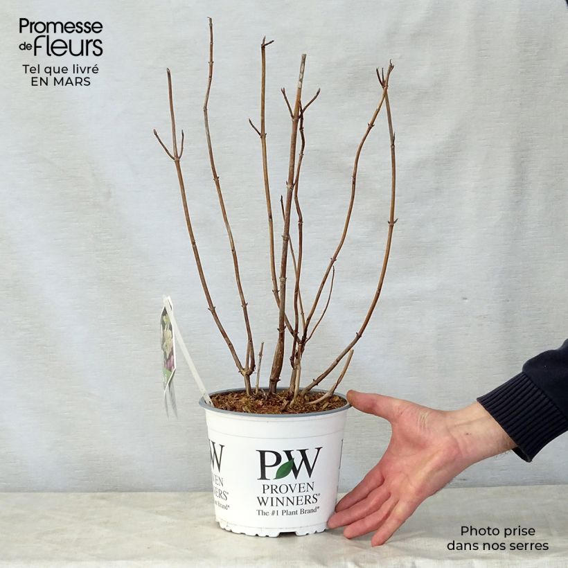 Spécimen de Hortensia arborescens Lime Rickey Pot de 2L/3LHauteur livrée env. 20/30cm tel que livré au printemps