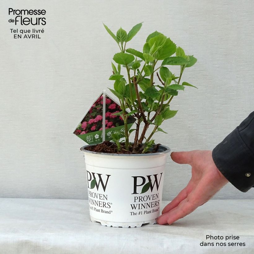 Spécimen de Hortensia arborescens Pink Annabelle ou Invincibelle Pot de 2L/3LHauteur livrée env. 30/40cm tel que livré au printemps
