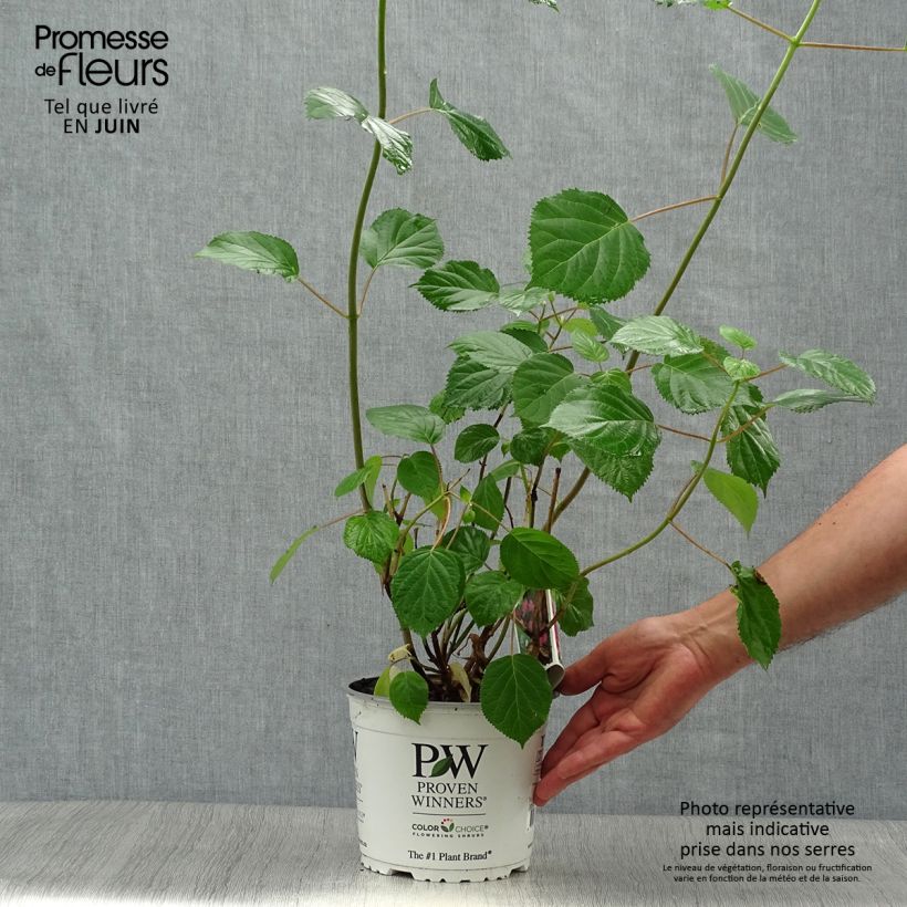 Spécimen de Hortensia arborescens Pink Annabelle ou Invincibelle Pot de 2L/3L tel que livré en été