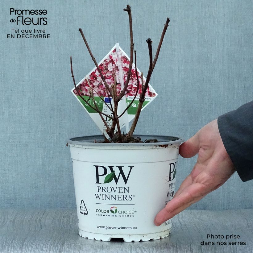 Spécimen de Hortensia arborescens Ruby Annabelle tel que livré en hiver