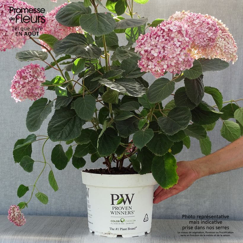 Spécimen de Hortensia arborescens Ruby Annabelle Pot de 4L/5L tel que livré en été
