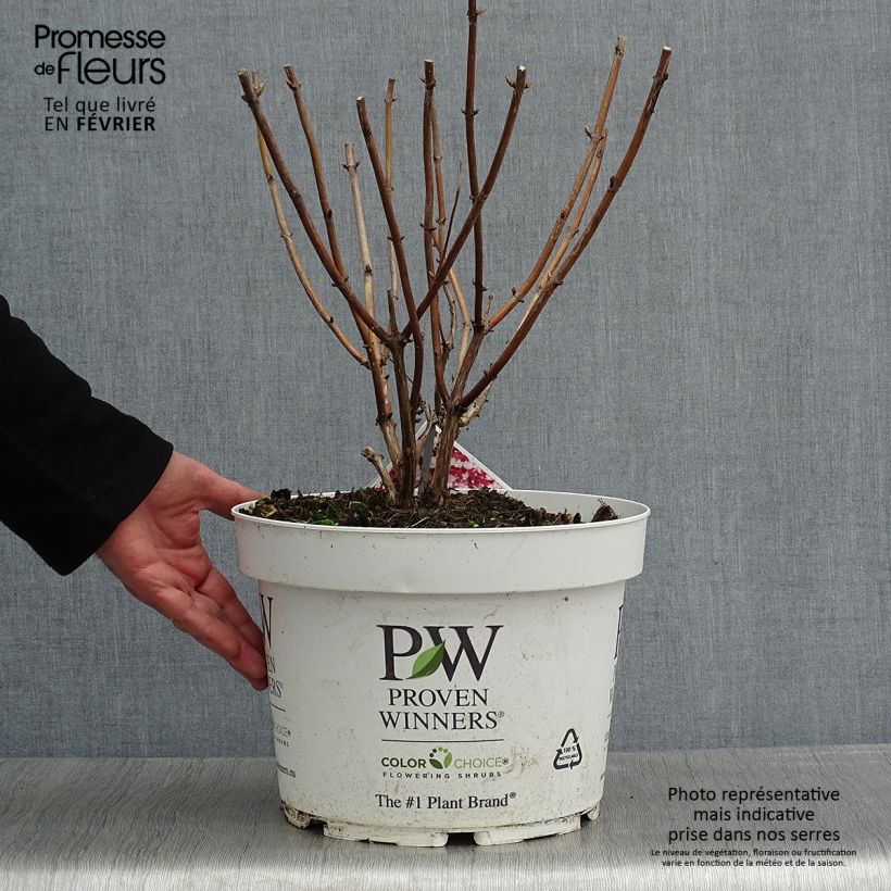 Spécimen de Hortensia arborescens Ruby Annabelle tel que livré en hiver