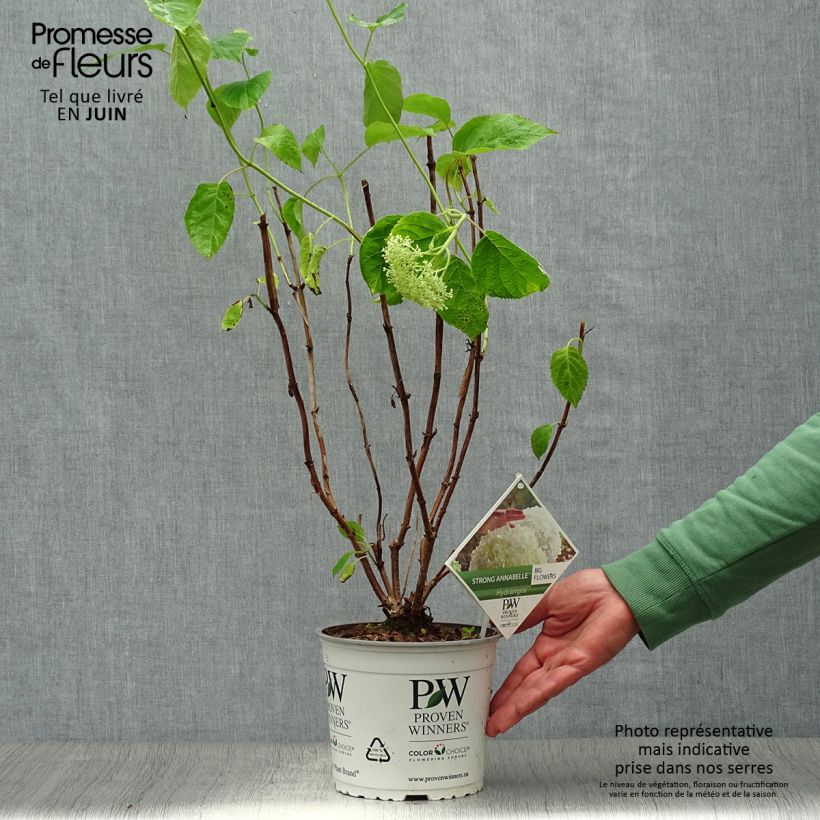 Spécimen de Hortensia arborescens Strong Annabelle ( Incrediball ) Pot de 2L/3L, 3 /5 branches tel que livré en été