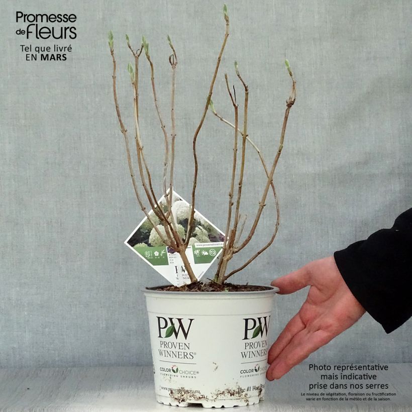 Spécimen de Hortensia arborescens Strong Annabelle ( Incrediball ) Pot de 2L/3L, 3 /5 branchesHauteur livrée env. 20/-cm tel que livré au printemps