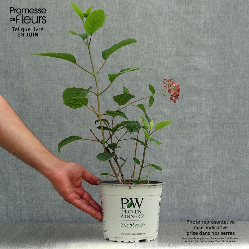 Spécimen de Hortensia arborescens Sweet Annabelle Pot de 2L/3L, 3 /5 branches tel que livré en été