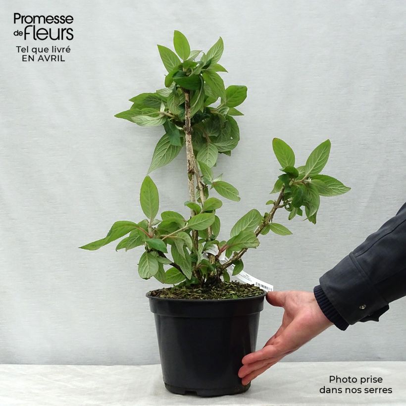 Spécimen de Hortensia - Hydrangea aspera Anthony Bullivant tel que livré au printemps