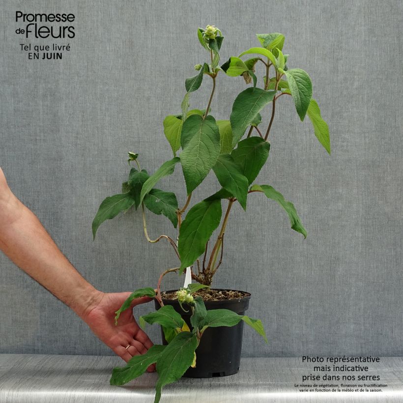 Spécimen de Hortensia - Hydrangea aspera Anthony Bullivant Pot de 3L/4L tel que livré en été