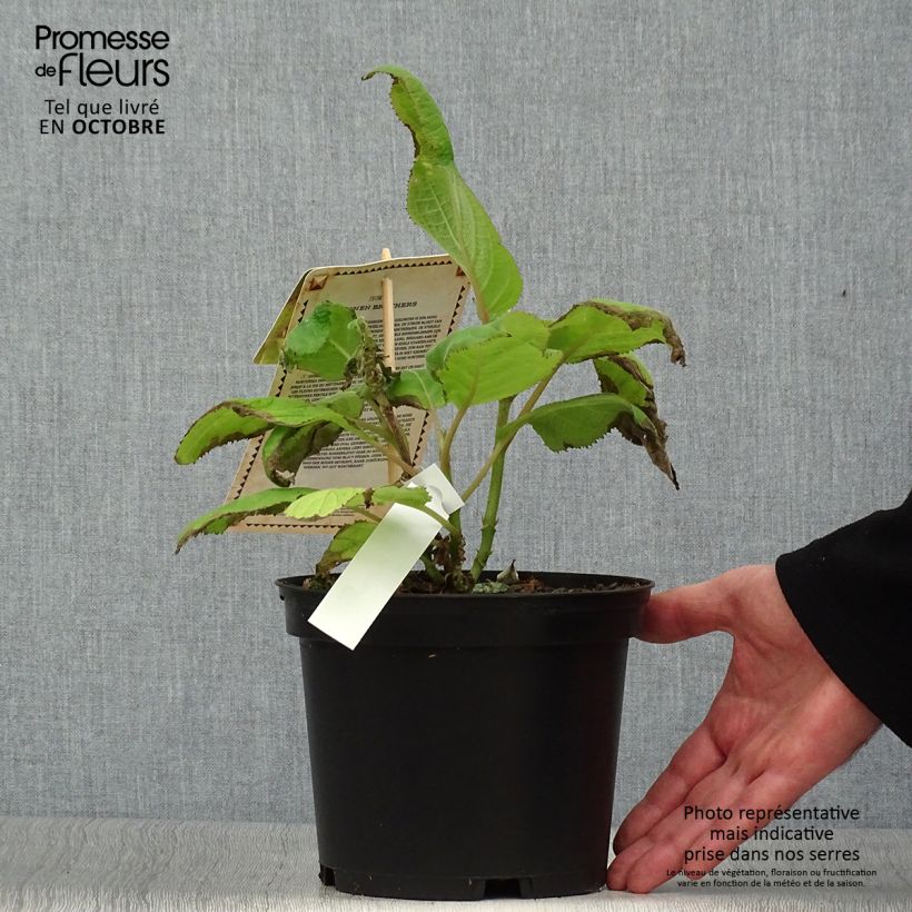 Spécimen de Hortensia - Hydrangea aspera Goldrush Pot de 2L/3L tel que livré en automne