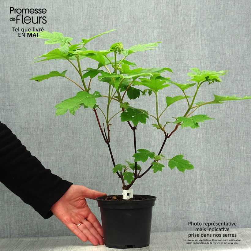Spécimen de Hortensia - Hydrangea aspera Goldrush tel que livré au printemps