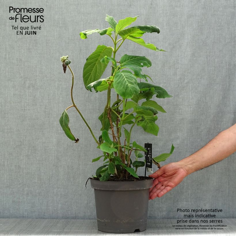 Spécimen de Hortensia - Hydrangea aspera Macrophylla  Pot de 7,5L/10L tel que livré en été