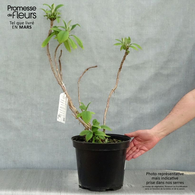 Spécimen de Hortensia - Hydrangea aspera Macrophylla  tel que livré au printemps
