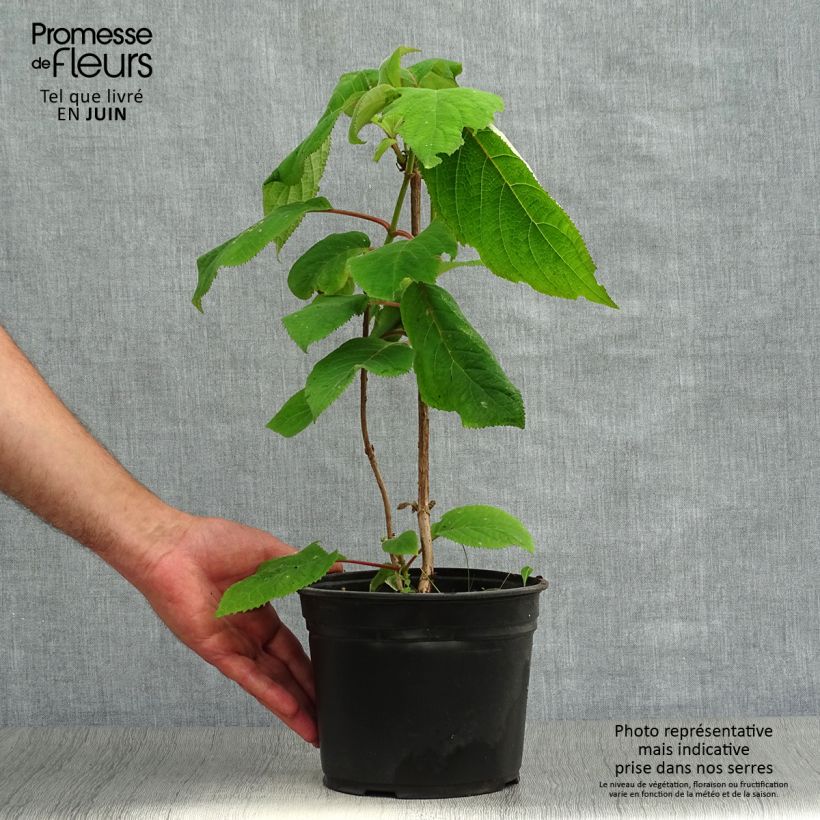 Spécimen de Hortensia - Hydrangea aspera Macrophylla  Pot de 2L/3L tel que livré en été