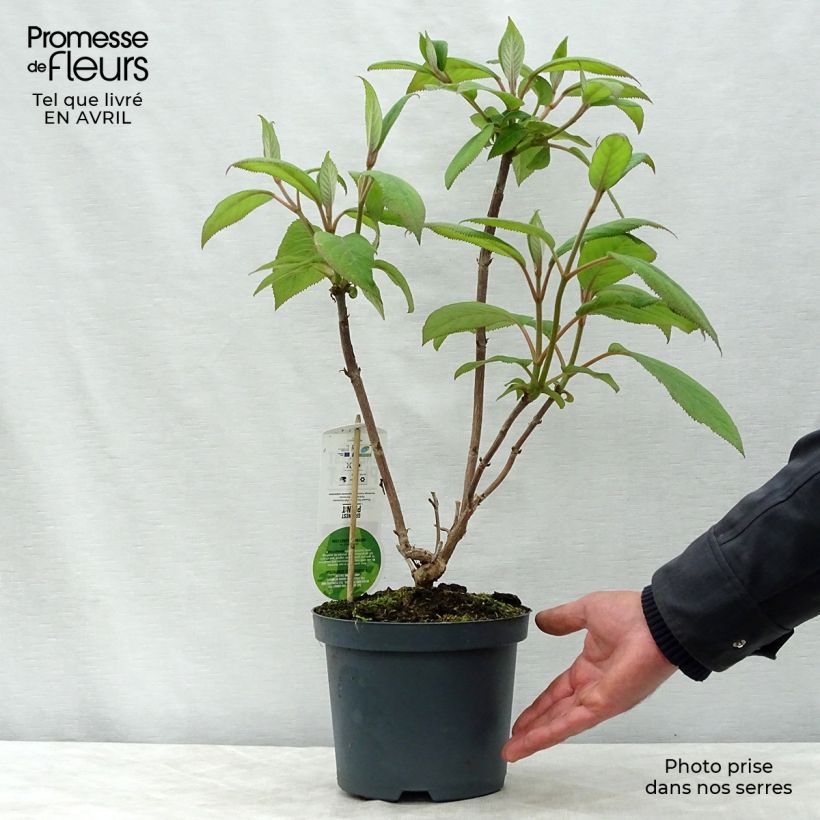 Spécimen de Hortensia - Hydrangea aspera Macrophylla - Pot de 2/3L tel que livré au printemps