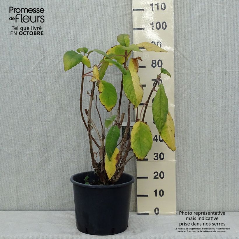 Spécimen de Hortensia - Hydrangea aspera Macrophylla  Pot de 12L/15L tel que livré en automne