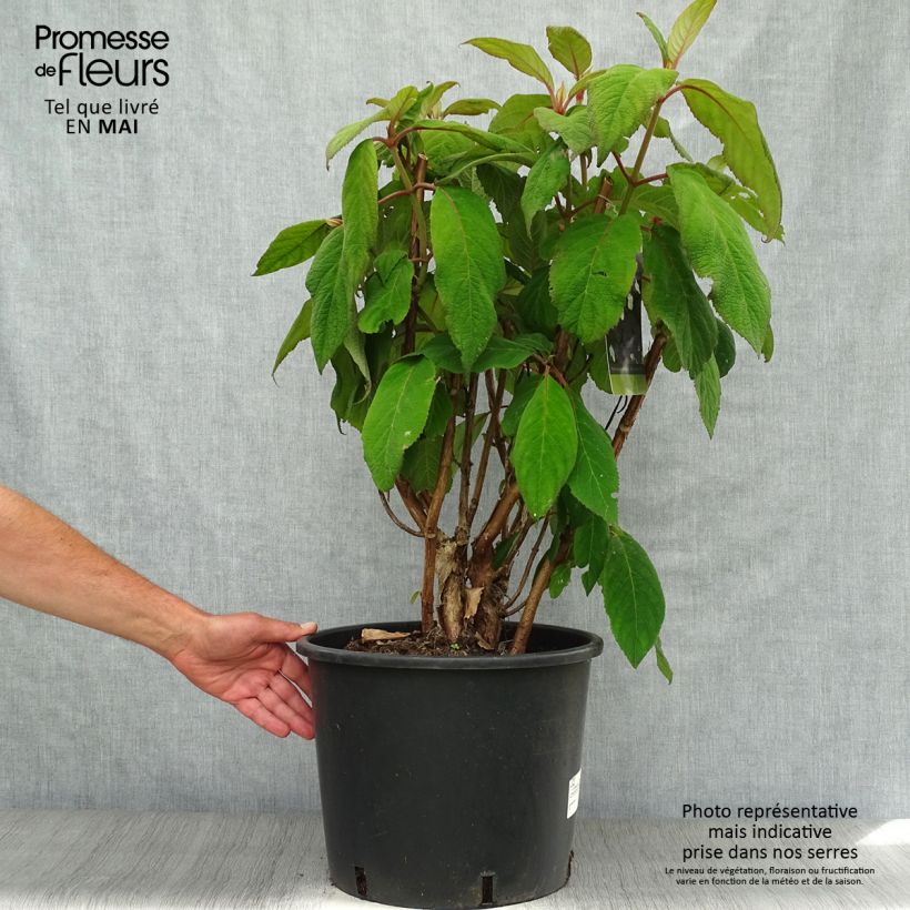 Spécimen de Hortensia - Hydrangea aspera Macrophylla en pot de 18L/20L tel que livré au printemps