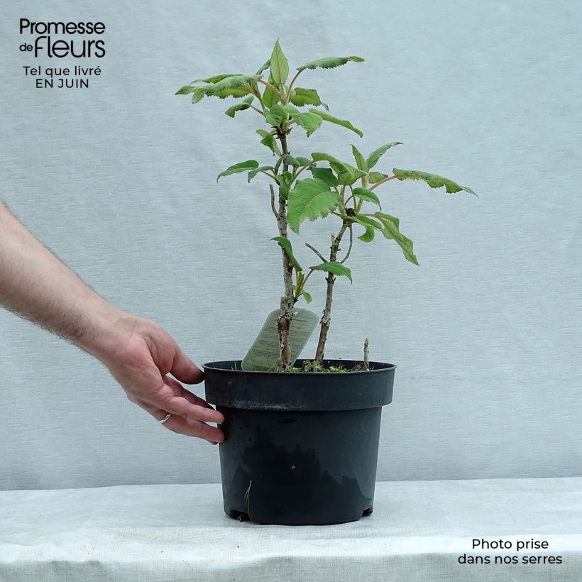 Spécimen de Hortensia - Hydrangea aspera Sargentiana Pot de 3L/4L tel que livré en été