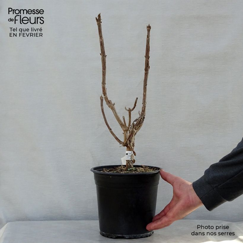 Spécimen de Hortensia - Hydrangea aspera Sargentiana tel que livré en hiver
