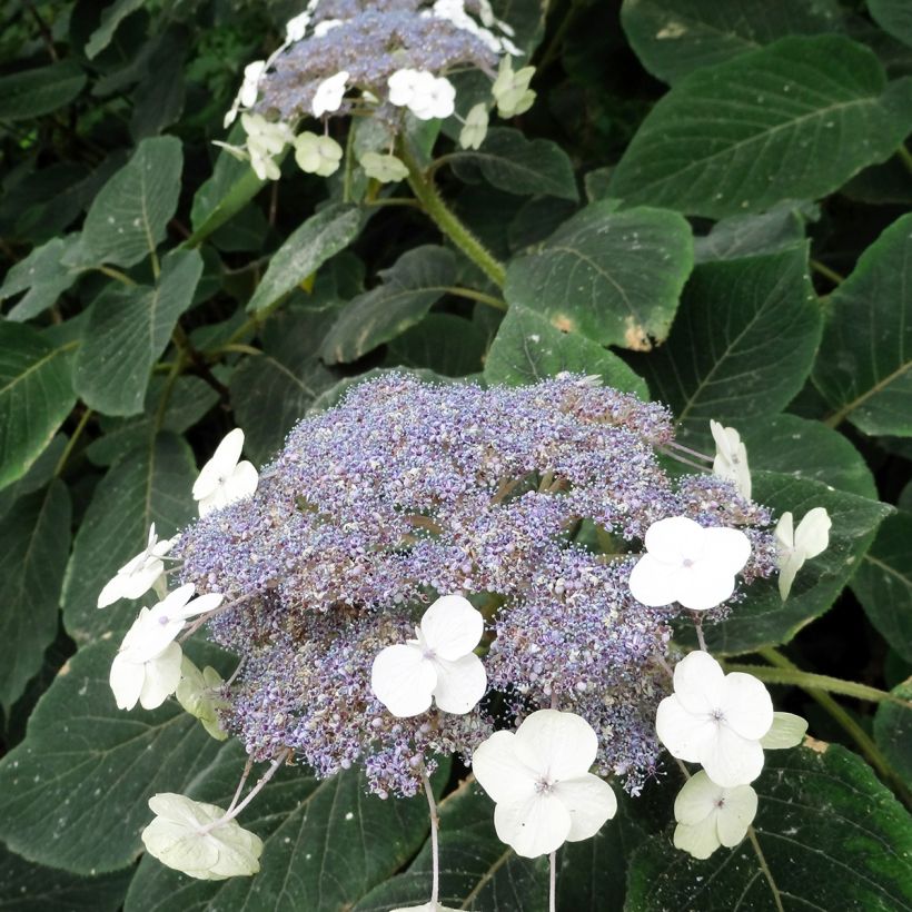 Hortensia - Hydrangea aspera villosa (Floraison)