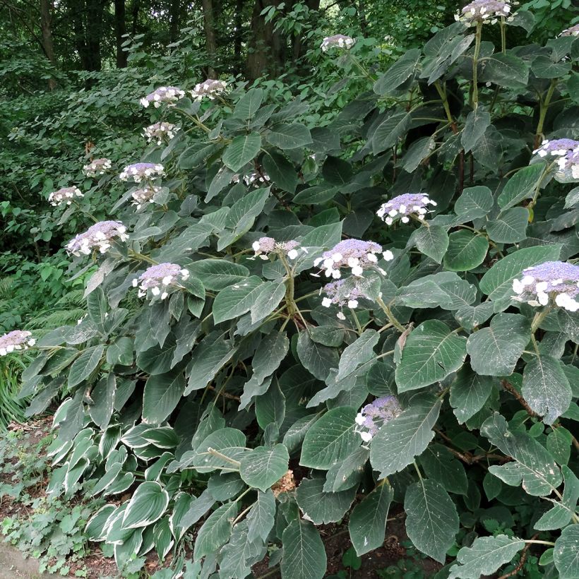 Hortensia - Hydrangea aspera villosa (Port)