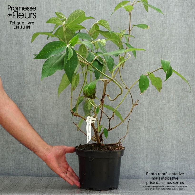 Spécimen de Hortensia - Hydrangea aspera villosa Pot de 3L/4L tel que livré en été