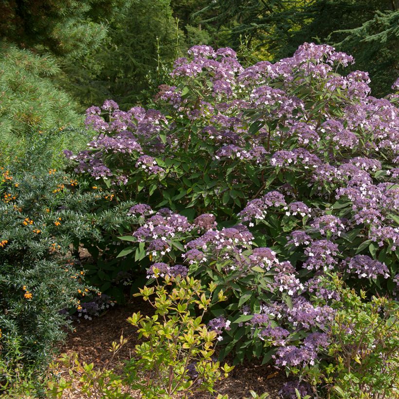 Hortensia - Hydrangea aspera villosa Velvet & Lace (Port)