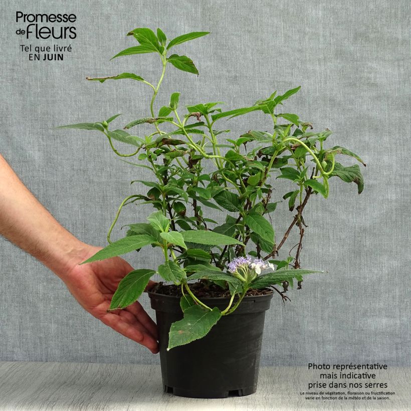 Spécimen de Hortensia - Hydrangea involucrata Pot de 2L/3L tel que livré en été