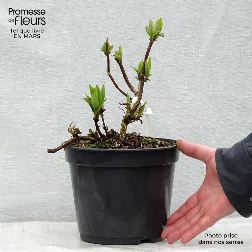 Spécimen de Hortensia - Hydrangea involucrata Yoraku Tama tel que livré au printemps