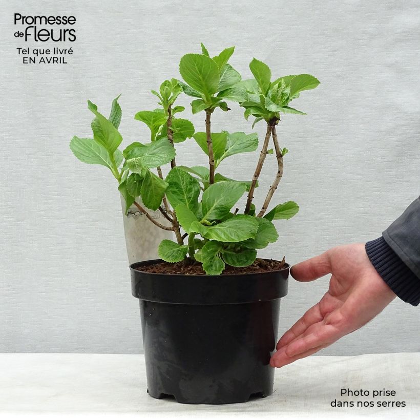 Spécimen de Hortensia macrophylla Ayesha Pot de 2L/3L, 5/6 branchesHauteur livrée env. 20/30cm tel que livré au printemps