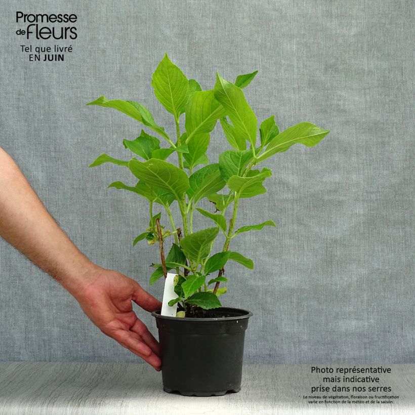 Spécimen de Hortensia macrophylla Ayesha Pot de 2L/3L, 5/6 branches tel que livré en été