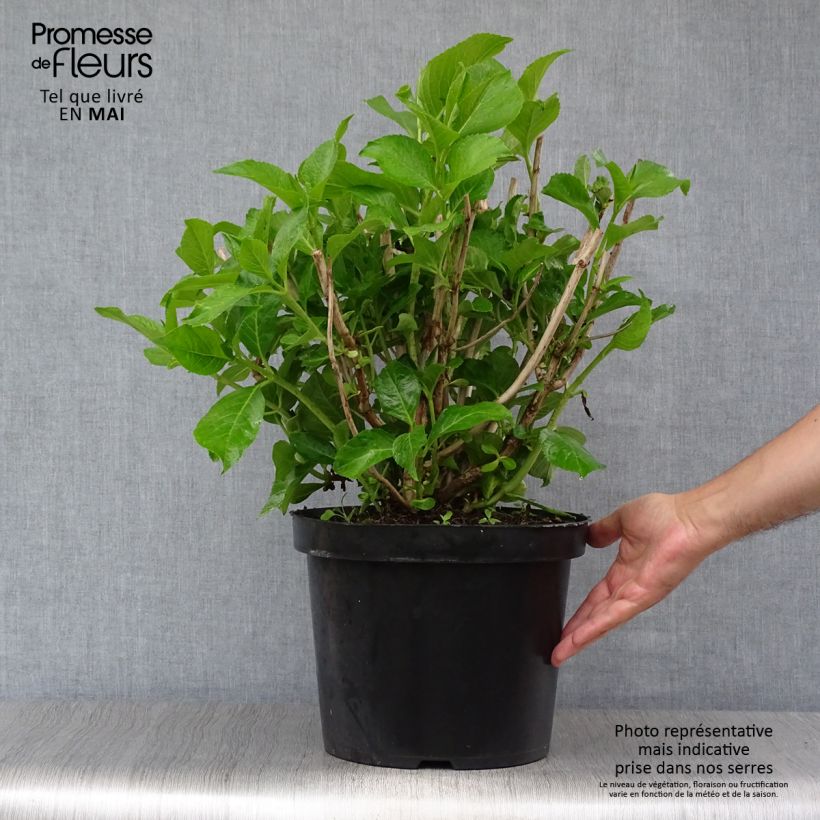 Spécimen de Hortensia macrophylla Ayesha Pot de 7,5L/10LHauteur livrée env. 40/50cm tel que livré au printemps
