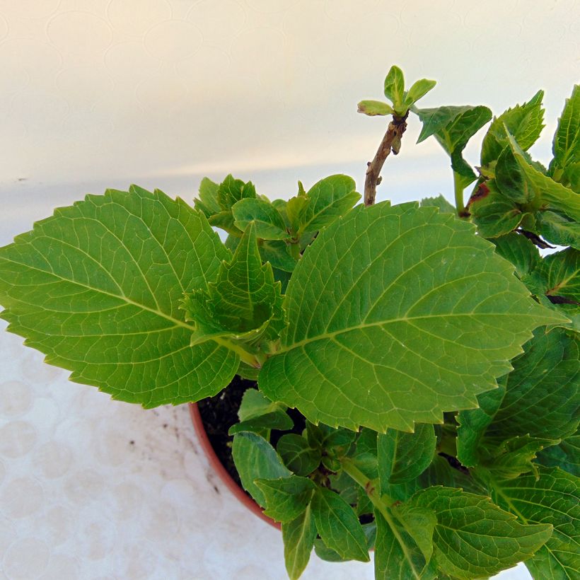 Hortensia - Hydrangea macrophylla Baron Pourpre (Feuillage)