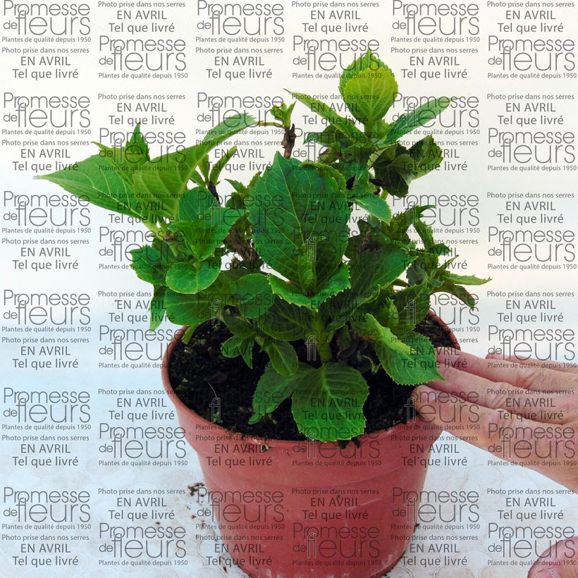 Exemple de spécimen de Hortensia - Hydrangea macrophylla Baron Pourpre tel que livré