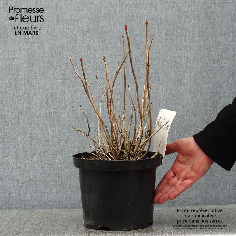 Spécimen de Hortensia - Hydrangea macrophylla Baron Rouge  Pot de 4L/5L tel que livré en hiver
