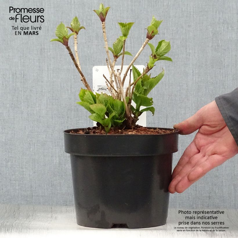 Spécimen de Hortensia - Hydrangea macrophylla Baron Rouge en pot de 4/5L tel que livré au printemps