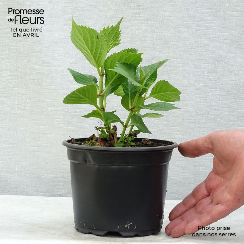 Spécimen de Hortensia - Hydrangea macrophylla Baron Rouge  Pot de 2L/3LHauteur livrée env. 20/30cm tel que livré au printemps