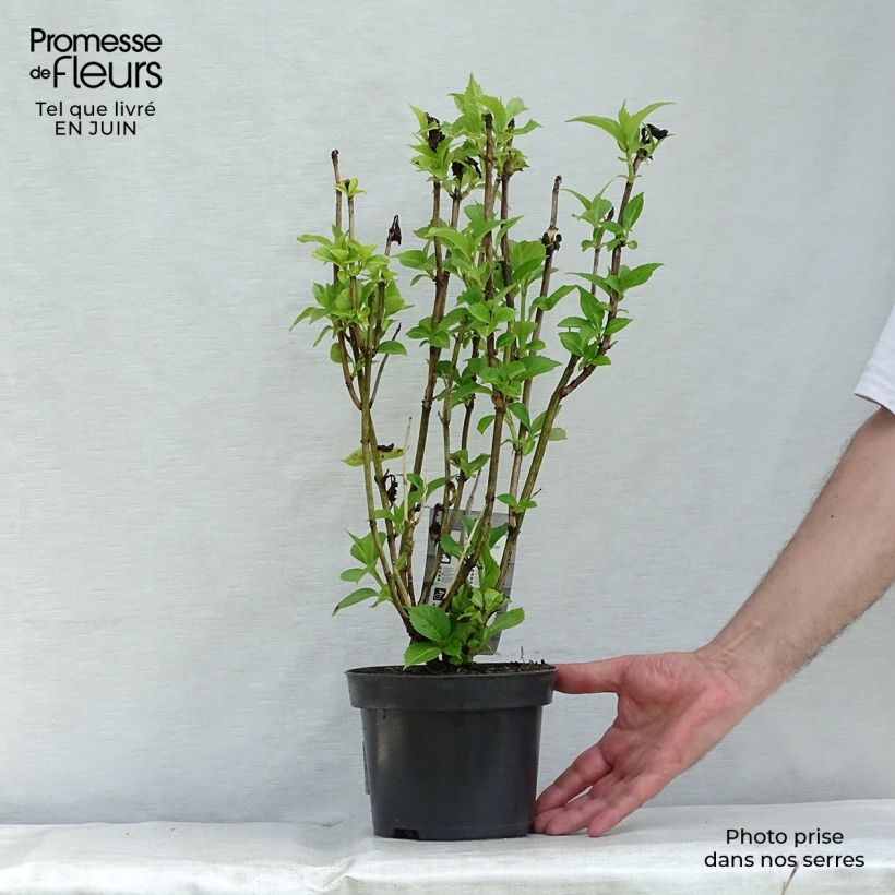 Spécimen de Hortensia - Hydrangea macrophylla Baron Rouge  Pot de 2L/3L tel que livré en été