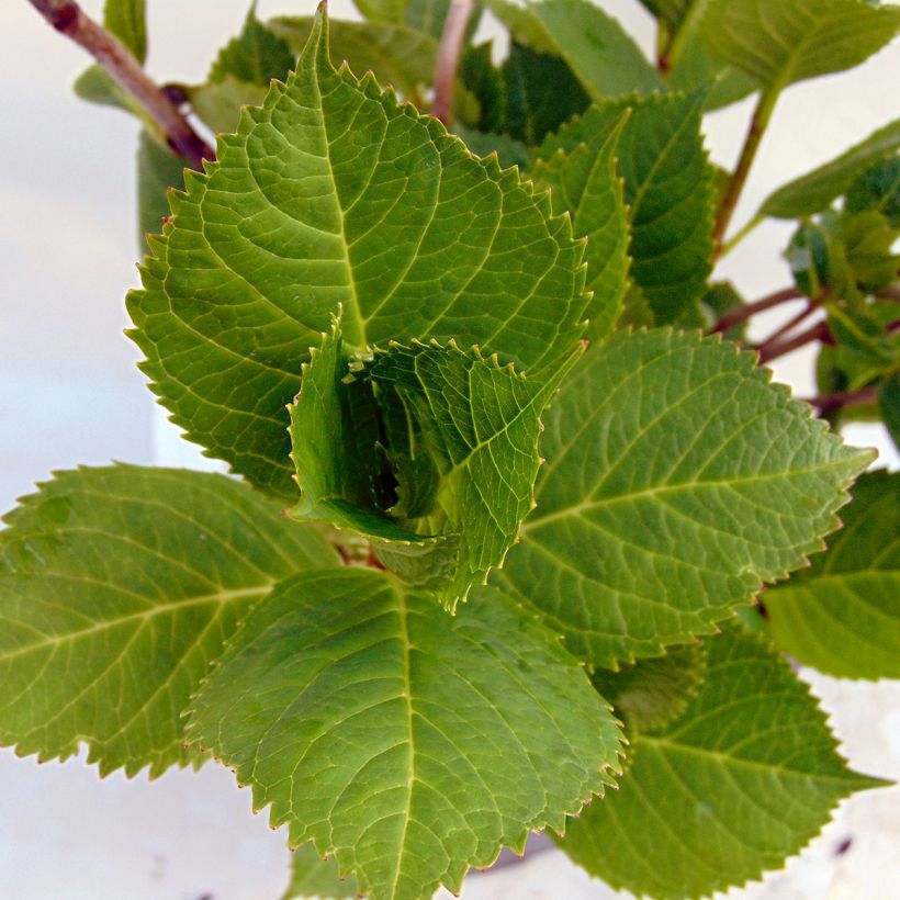 Hortensia - Hydrangea macrophylla Beauté Vendômoise (Feuillage)