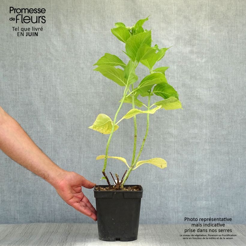 Spécimen de Hortensia - Hydrangea macrophylla Beauté Vendômoise Pot de 2L/3L tel que livré en été
