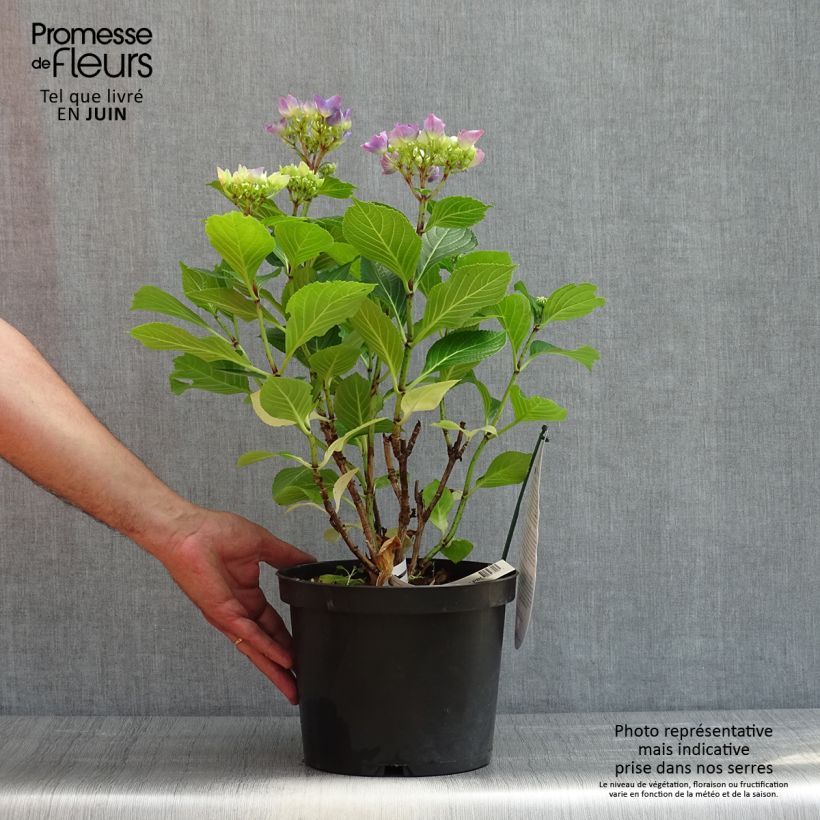Spécimen de Hortensia - Hydrangea macrophylla Beautensia Spike  tel que livré au printemps