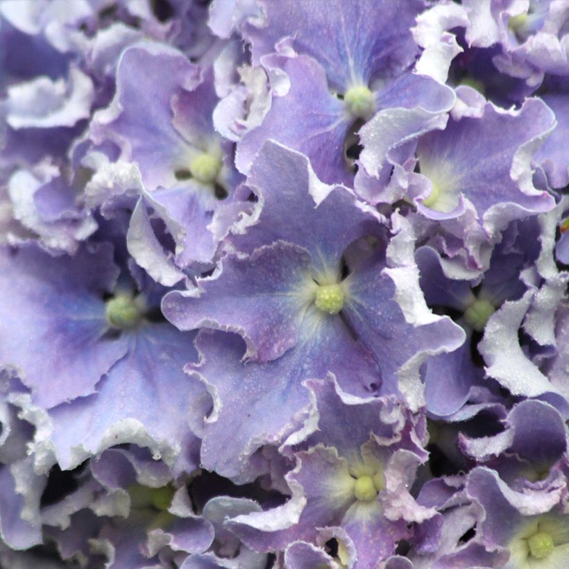 Hortensia - Hydrangea macrophylla Beautensia Spike (Floraison)