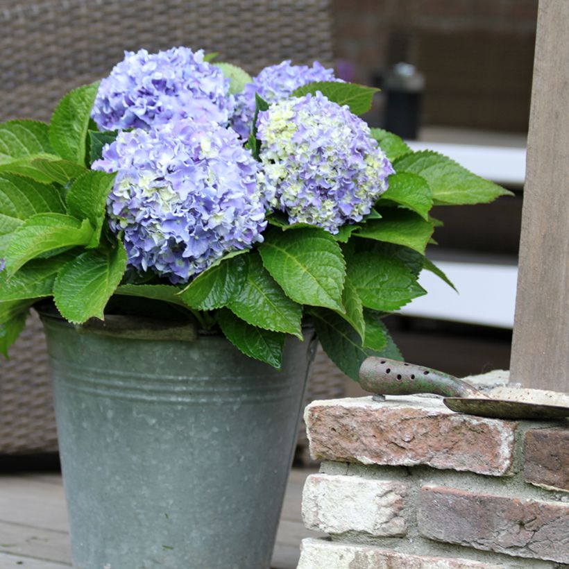 Hortensia - Hydrangea macrophylla Beautensia Spike (Port)