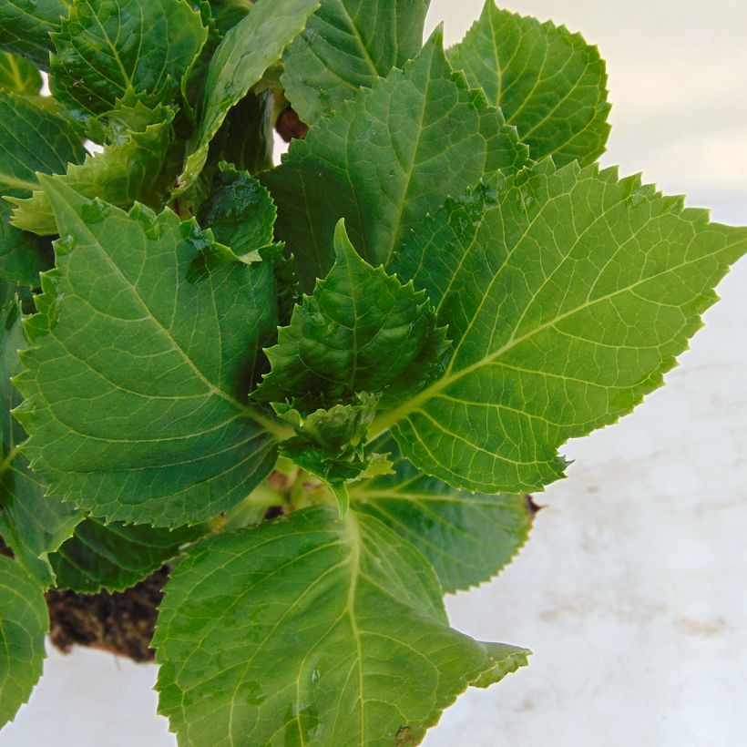 Hortensia - Hydrangea macrophylla Bela (Feuillage)