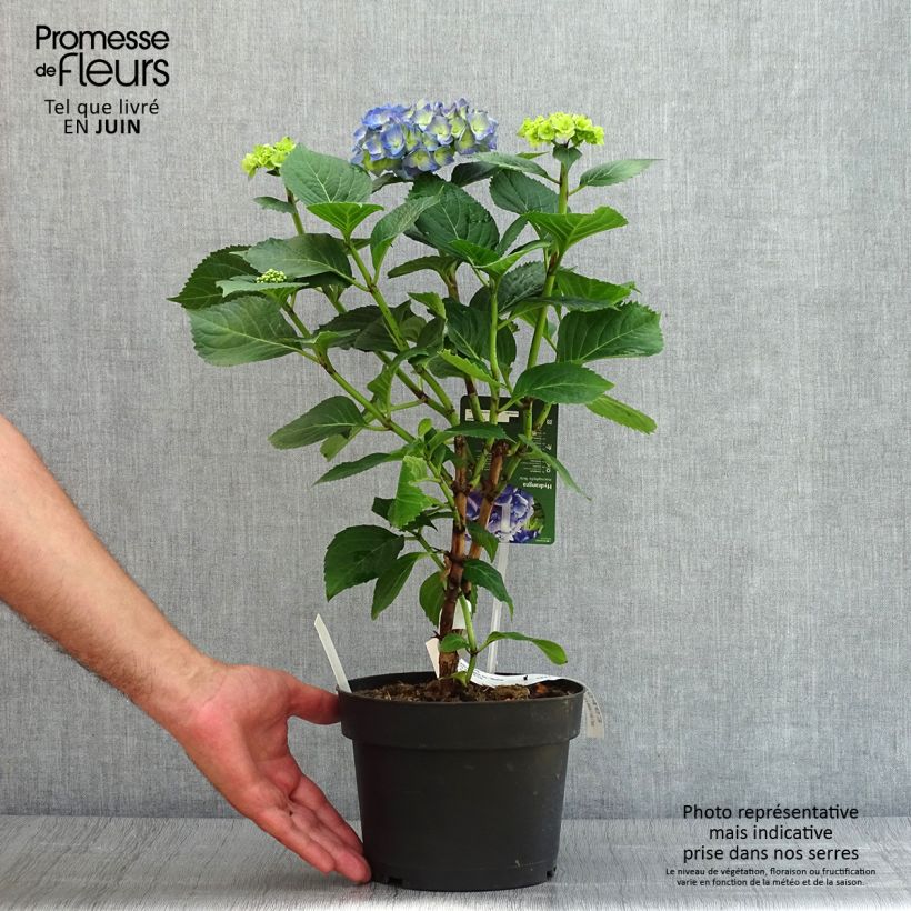 Spécimen de Hortensia - Hydrangea macrophylla Bela Pot de 2L/3L tel que livré en été