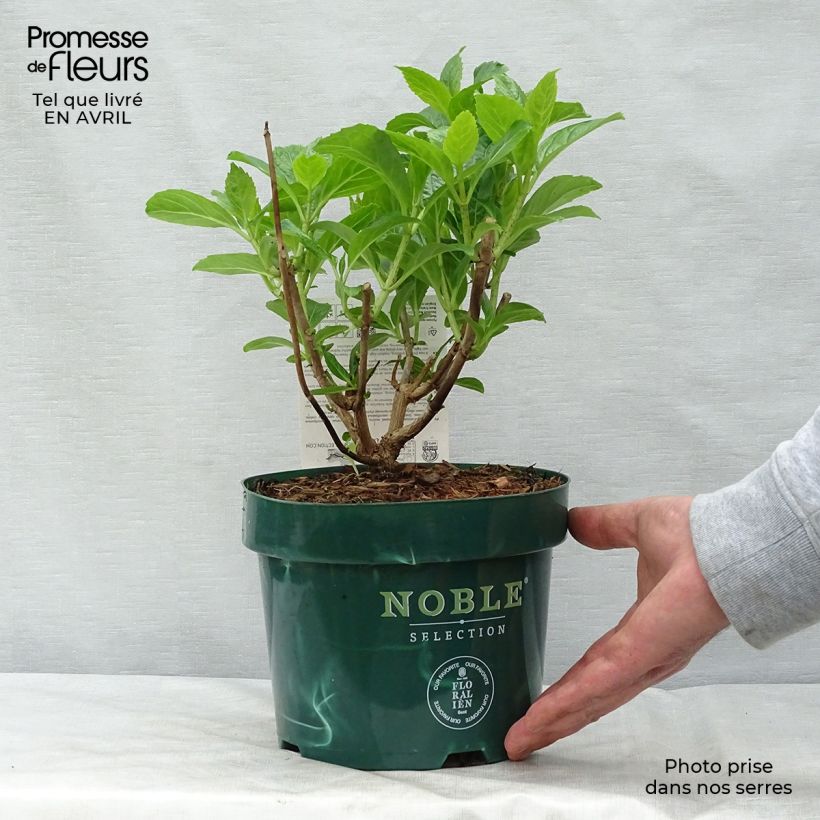 Spécimen de Hortensia macrophylla Belle Séduction en pot de 3/4L tel que livré au printemps