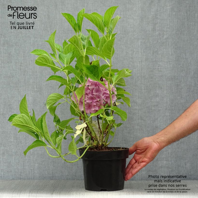 Example of Hortensia macrophylla Belle Séduction as you get in ete