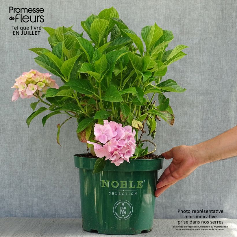 Example of Hortensia macrophylla Belle Séduction as you get in ete