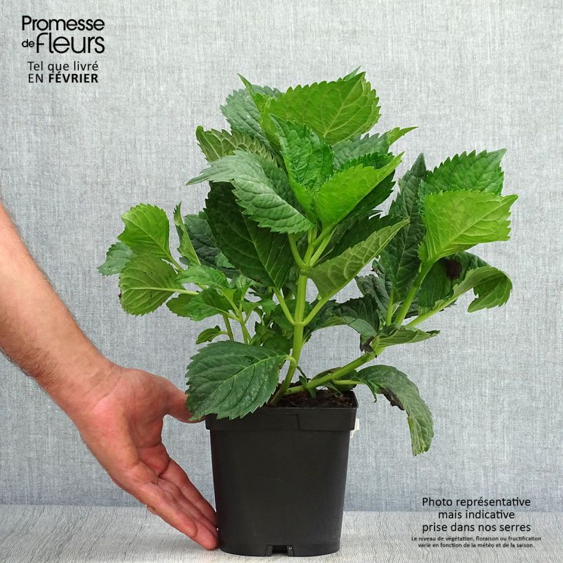 Spécimen de Hortensia - Hydrangea macrophylla Benelux (bleu) Pot de 2L/3L, 5/6 branches tel que livré en automne