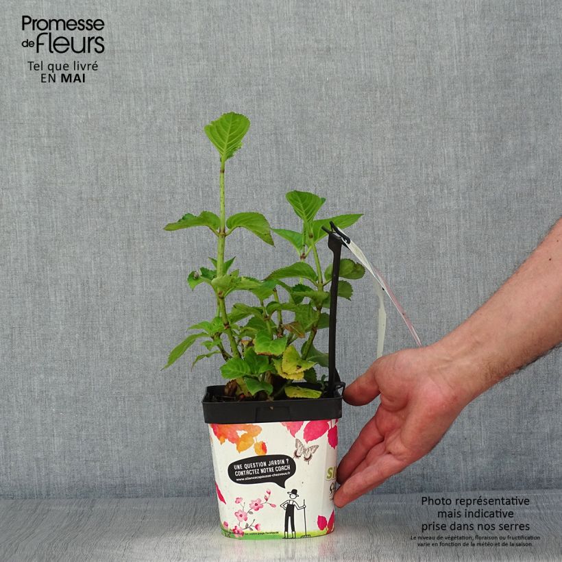 Spécimen de Hortensia - Hydrangea macrophylla Big Data Pink Pot de 2L/3L tel que livré au printemps