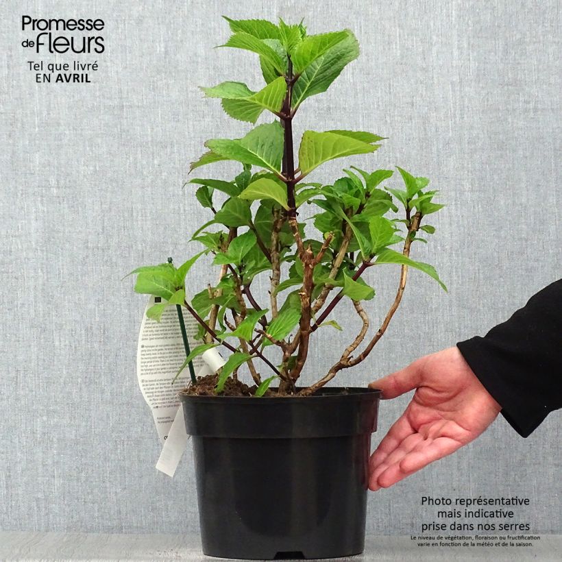 Spécimen de Hortensia - Hydrangea macrophylla Black Steel Purple  tel que livré au printemps