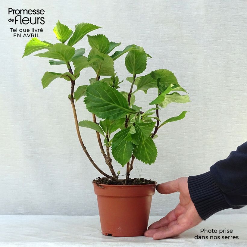 Spécimen de Hortensia - Hydrangea macrophylla Black Steel Zebra 10/20cm en pot de 2L tel que livré au printemps